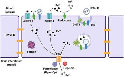 Aberrant Cerebral Iron Trafficking Co-morbid With Chronic Inflammation: Molecular Mechanisms and Pharmacologic Intervention